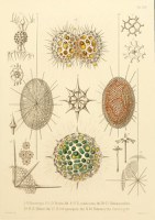 radiolaria1